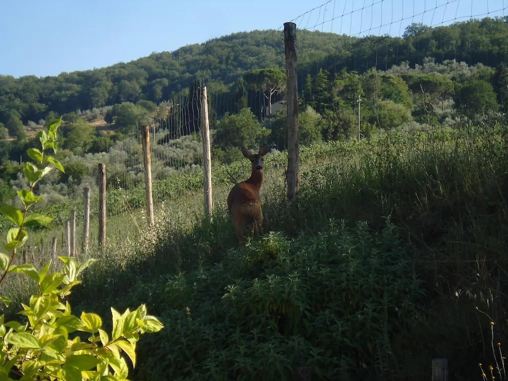 Il Cielo Bio - Il Piu Piccolo B&B Del Chianti Greve in Chianti Italy