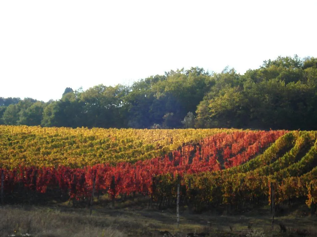 Bed & Breakfast Il Cielo Bio - Il Piu Piccolo B&B Del Chianti Greve in Chianti